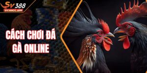 Cách Chơi Đá Gà Online – Giúp Bạn Tăng 80% Tỷ Lệ Thắng