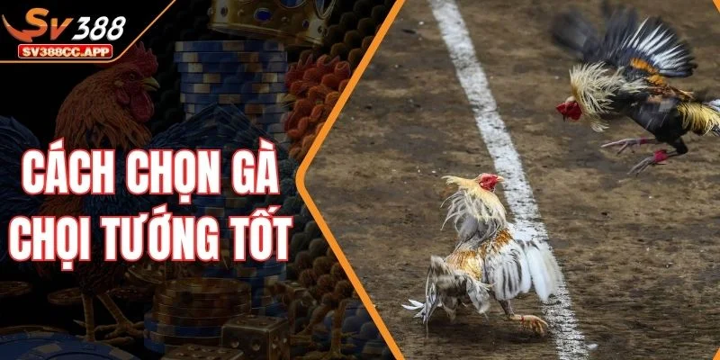 Cách Chọn Gà Chọi Tướng Tốt – Chọn Gà Xịn Trong 10 Giây