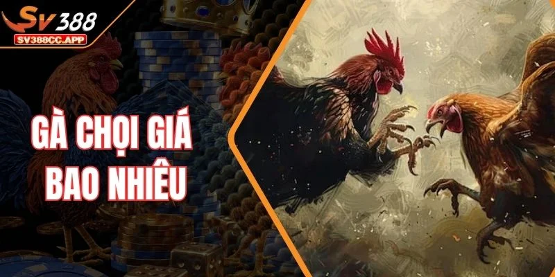 Gà Chọi Giá Bao Nhiêu – Từ Gà Tơ Đến Chiến Kê Triệu Đồng
